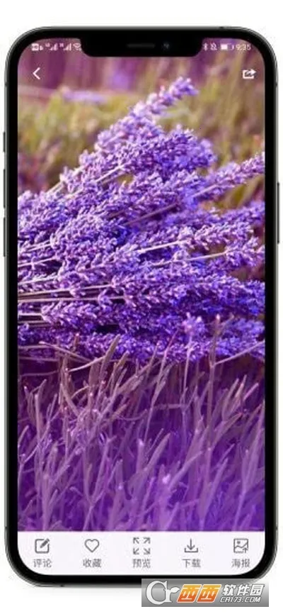 枫叶壁纸2025官方正版 枫叶壁纸2025官方正版